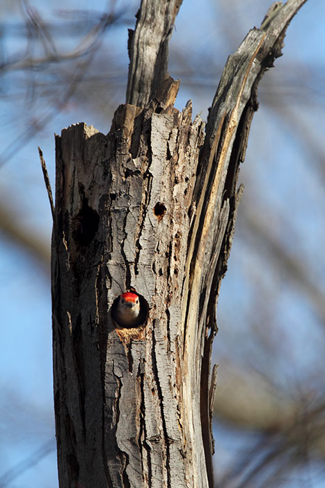 It's the mating season and time for the male woodpecker to start preparing the nest